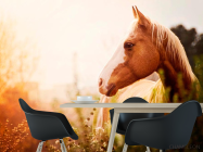 Фотошпалери Кінь серед трав - 1