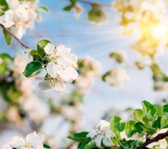 Фотообои Цветы под солнцем Фотообои Цветы под солнцем 5929