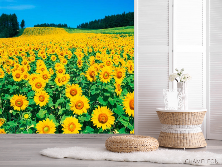 Фотошпалери Поле соняшників - 2