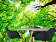 Фотошпалери Тонкі дерева - 1