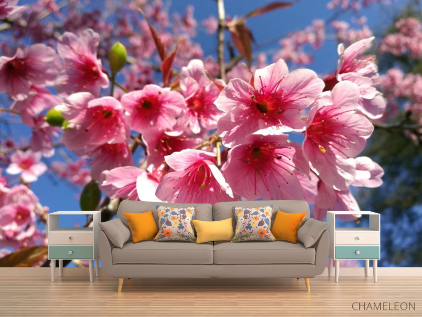 Фотообои сакура - 1