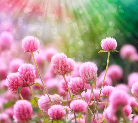 Фотообои Розовый клевер Фотообои Розовый клевер 5159