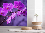 Фотошпалери орхідея - 2