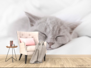 Фотообои серый котёнок спит - 4