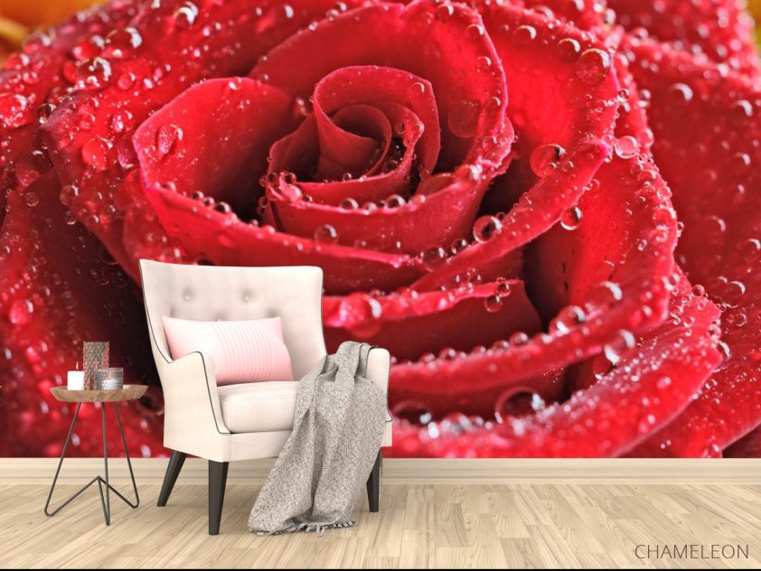 Фотообои Бутон красной розы - 4