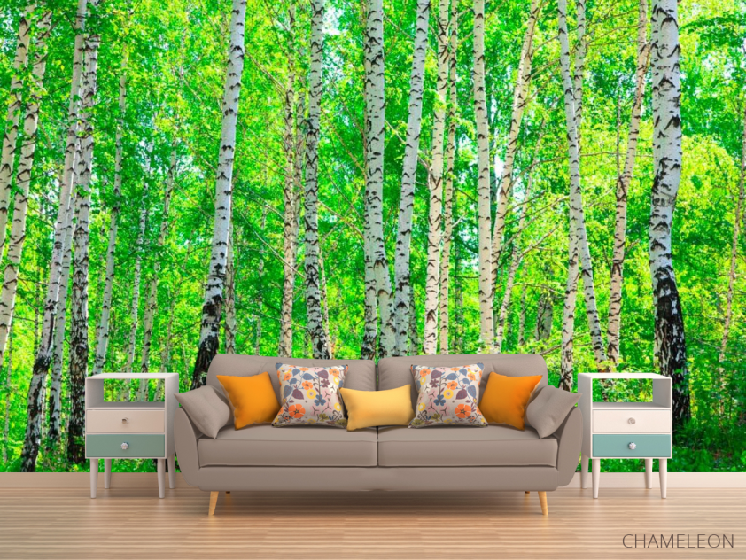 Фотообои Тень, березы - 1