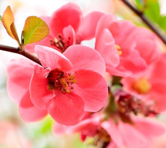 Фотообои Цветок яблони 12902