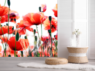 Фотошпалери Степові маки зацвіли - 2