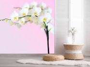 Фотошпалери Гілочка орхідей білосніжних - 2
