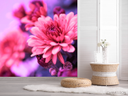 Фотошпалери Айстри рожеві - 2