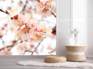 Фотошпалери Квітучий абрикос навесні - 2