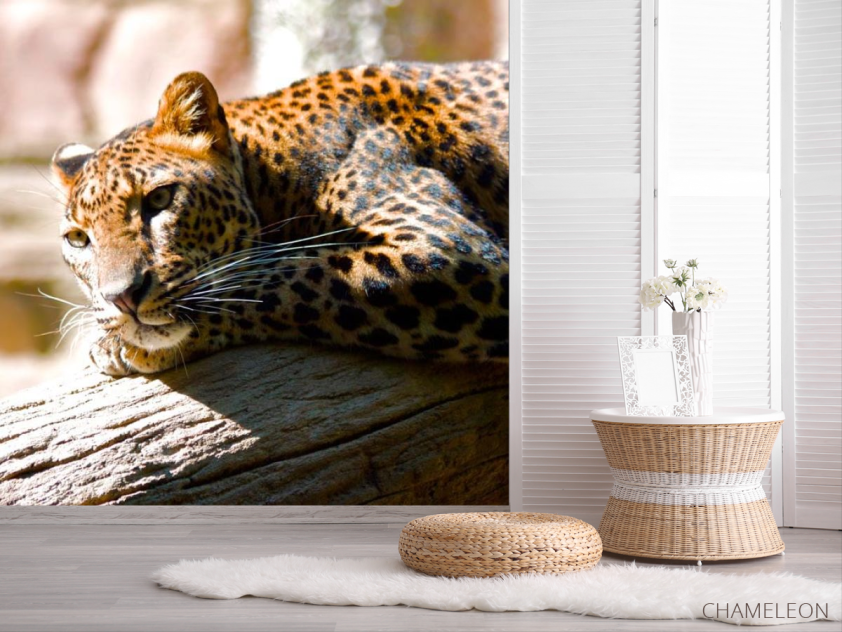 Фотошпалери Мріє гепард - 2