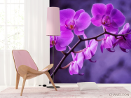 Фотошпалери орхідея - 4
