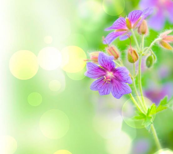 Фотообои Фиолетовый полевой цветок 9022