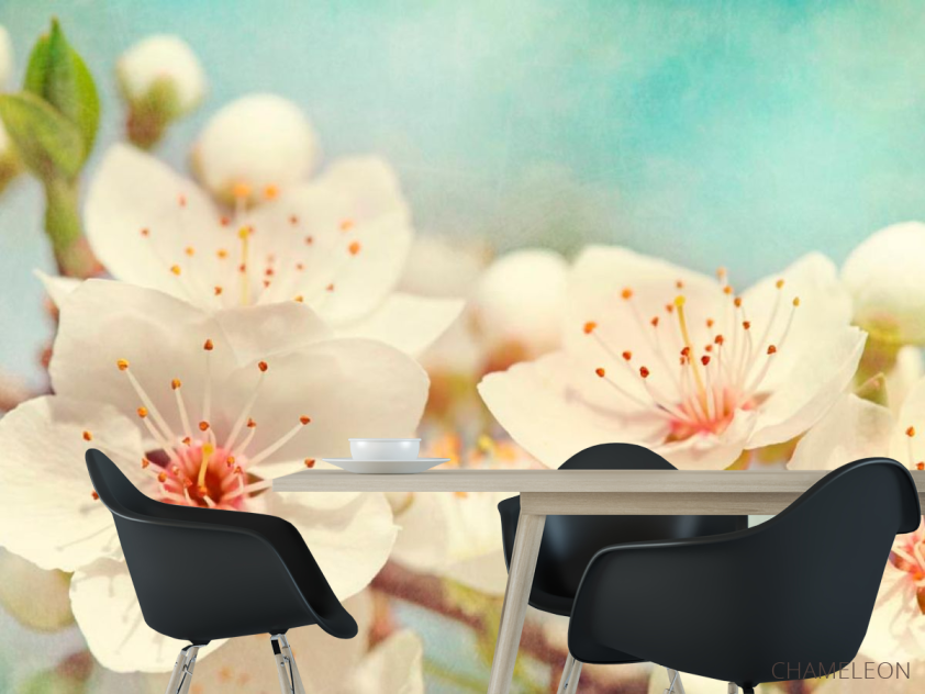 Фотошпалери Суцвіття квітів черешні - 1