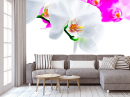 Фотообои Бело-розовые орхидеи - 3