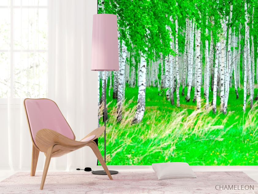 Фотошпалери Березовий гай, ліс - 4