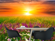 Фотошпалери Польові квіти, захід - 1