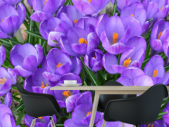 Фотошпалери Шафран весняний - 1