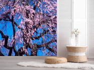 Фотошпалери Квітуча сакура - 2