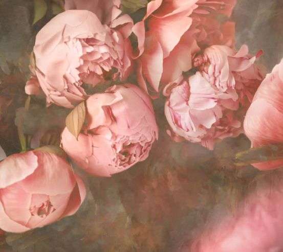 Фотообои розовые пионы Фотообои розовые пионы 31534