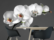 Фотошпалери біла орхідея на сірому тлі - 1