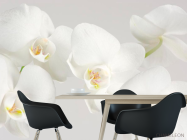 Фотошпалери Орхідеї білосніжні цвітуть - 1