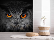 Фотошпалери сова - 2