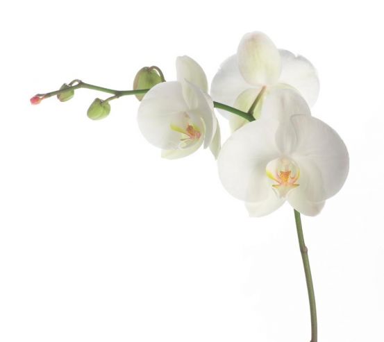 Фотообои Орхидея белоснежная распустилась 8526