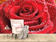 Фотообои Бутон красной розы - 4