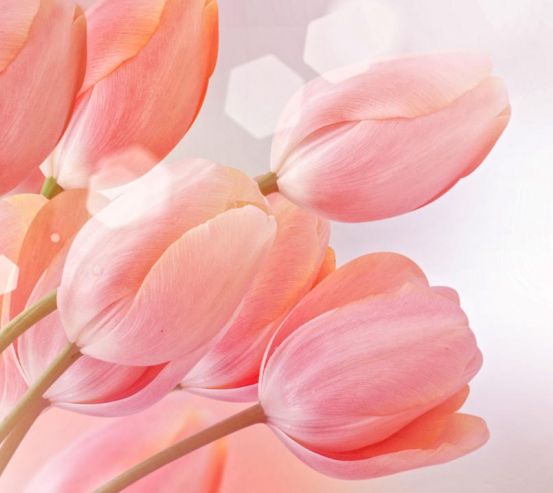 Фотообои розовые тюльпаны 20817