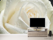 Фотообои Роза белая крупным планом - 2