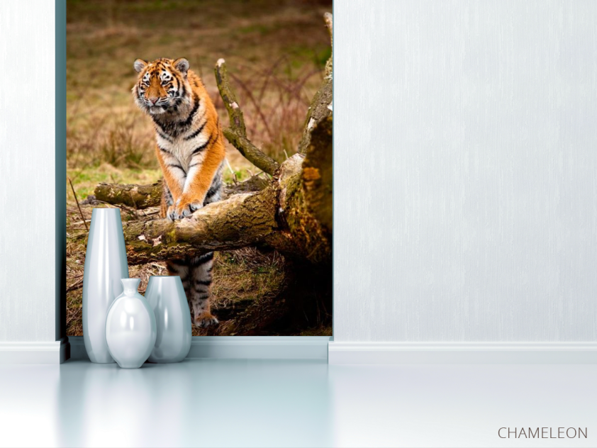 Фотообои Удивленный тигр - 1