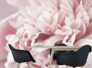 Фотошпалери Півонія макро - 1