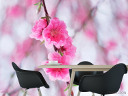 Фотошпалери Квітуча навесні рожевим дерево - 1