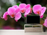 Фотообои Орхидеи нежно-розовые - 2