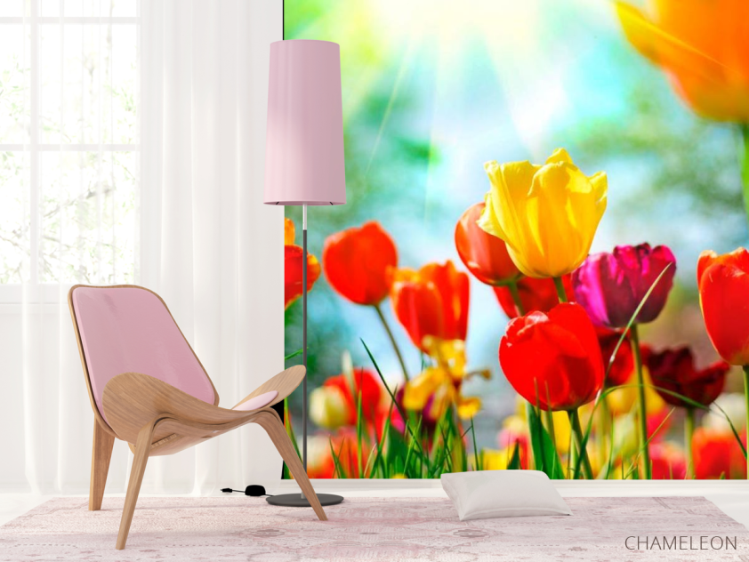 Фотошпалери Різнокольорові тюльпани - 4