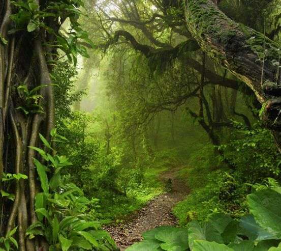 Фотошпалери джунглі тропічні Фотошпалери джунглі тропічні 33779