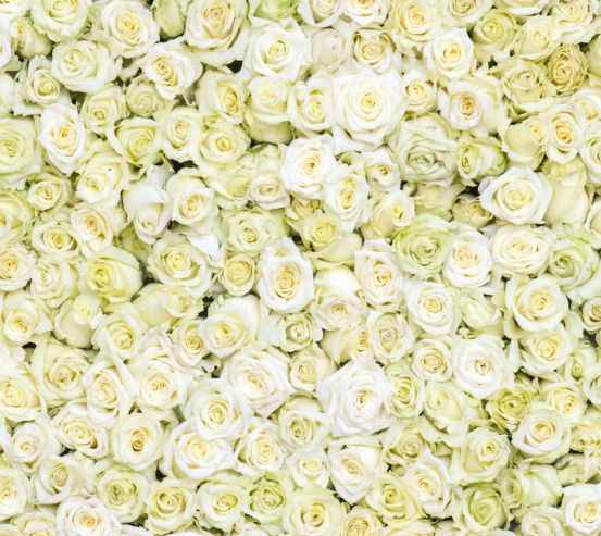 Фотошпалери море білих троянд 21115