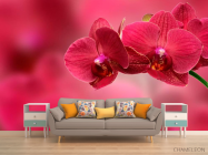 Фотообои Красные орхидеи - 1