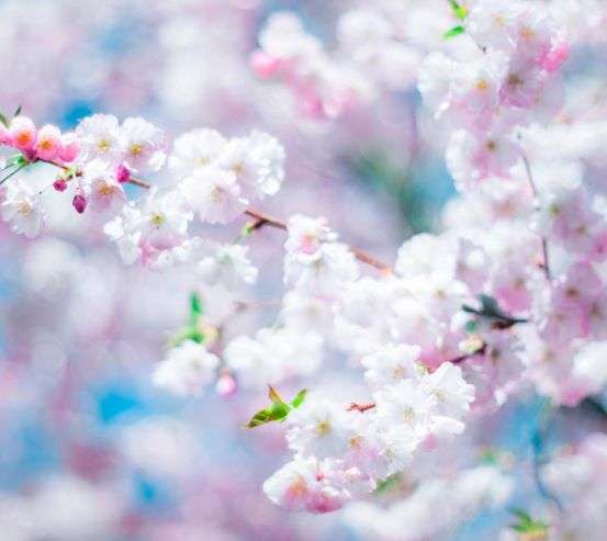 Фотообои Белые пушинки цветов 5597