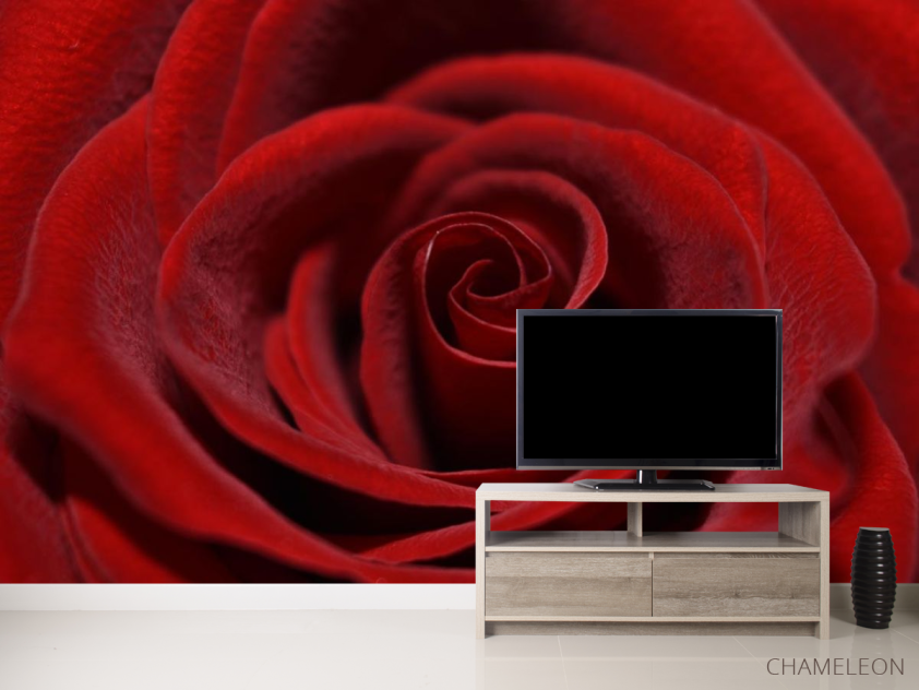 Фотообои красная бархатная роза - 2