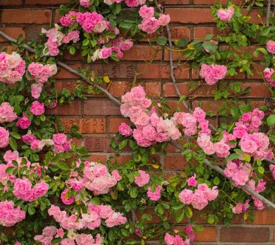 Фотообои чайная роза на кирпичной стене Фотообои чайная роза на кирпичной стене 21613