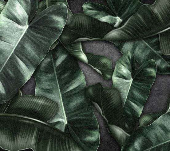 Фотообои Зеленые листья Фотообои Зеленые листья 33281