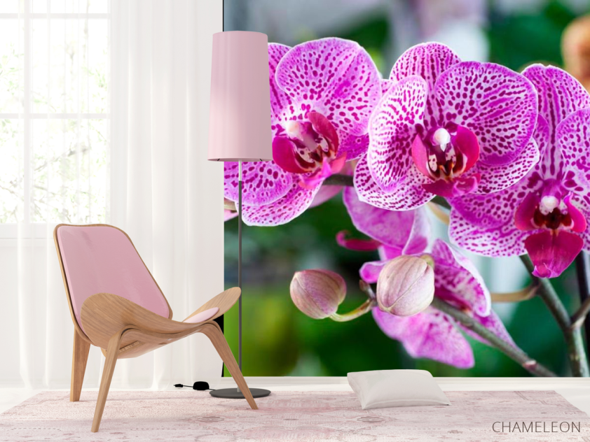 Фотошпалери Орхідеї в рожеву цятку - 4