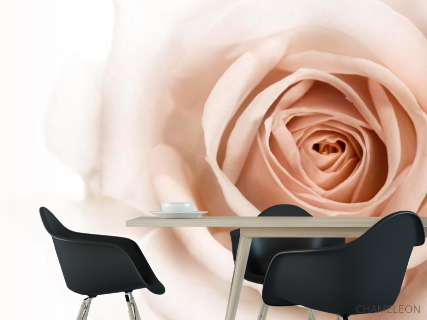 Фотошпалери Роза кремово-коричневий - 1