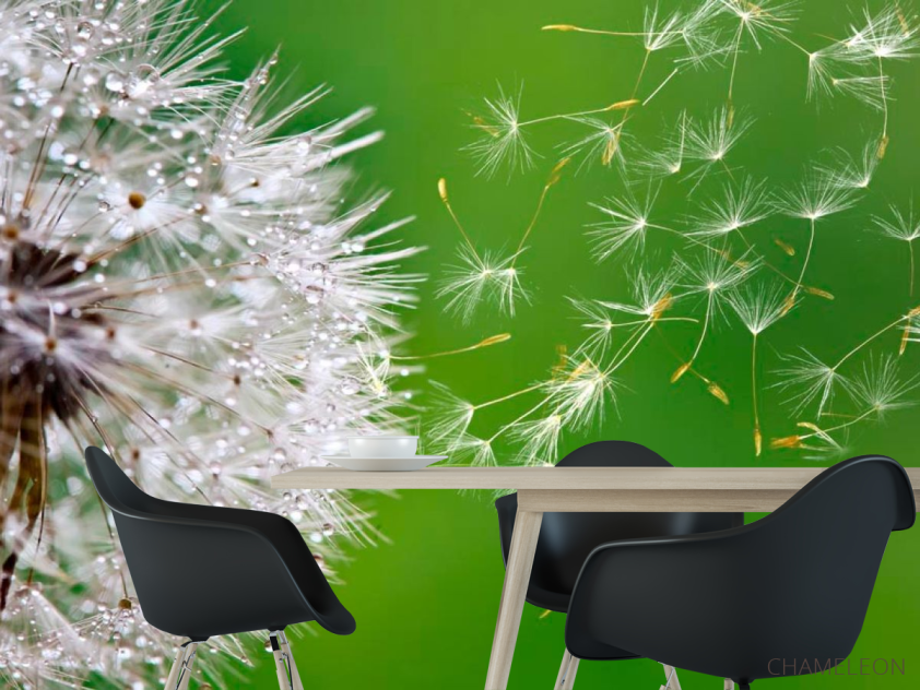 Фотошпалери Кульбаба летить - 1