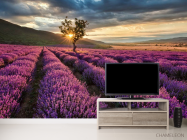 Фотообои Лавандовое поле - 2