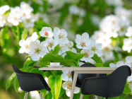 Фотошпалери білі весняні квіточки - 1