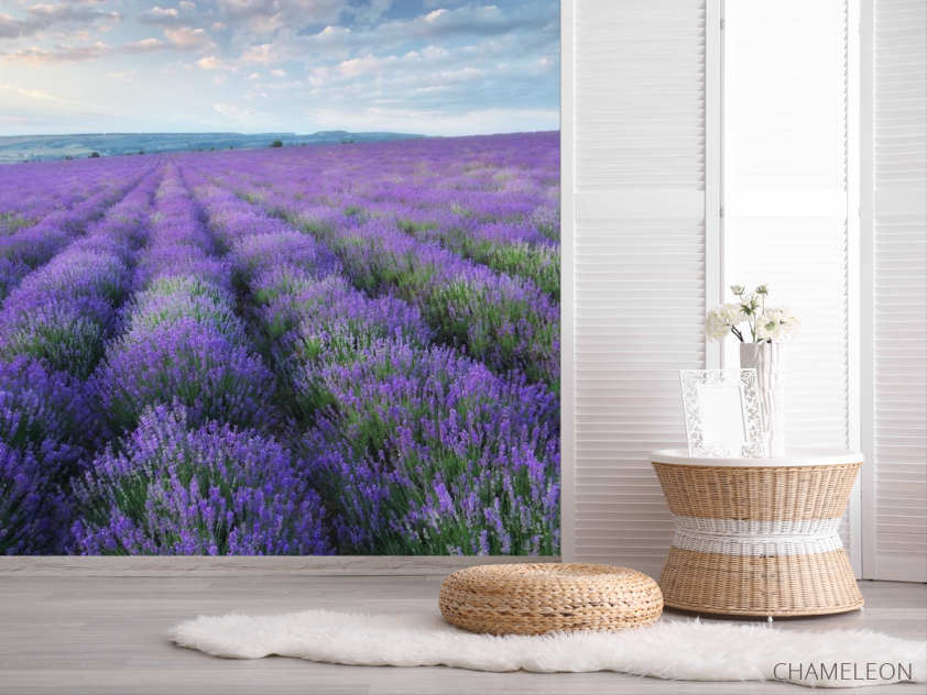 Фотошпалери лавандавое полі - 2